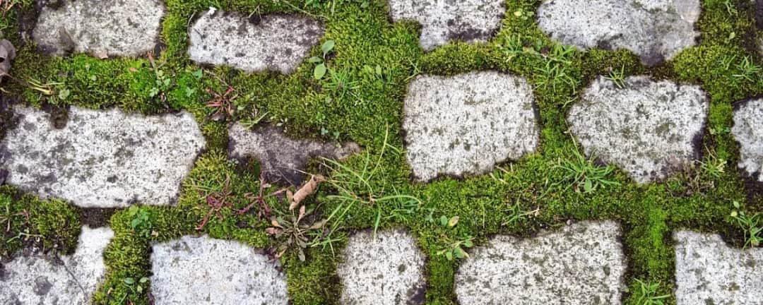 Jak usunąć mech z betonu - skuteczne metody i porady na przyszłość